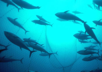 Marcado electrónico de atún rojo en la almadraba de Larache (ICCAT)