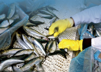 L’Hebdo Eco : Secteur halieutique : Quel cap pour l’avenir