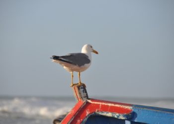 العرائش تحتضن فعاليات الدورة التكوينية الجهوية للمتدربين الأفارقة في مجال الصيد البحري التقليدي