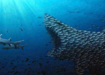 الدلفين الأسود يهدد الصيد بالحسيمة بالسكتة القلبية