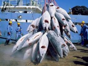 Les secrets du thon en boîte