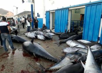 احتجاج بحارة القصر الصغير بعد نهيار ثمن التونة إلى 10 دراهم