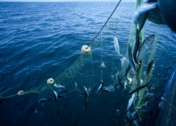 غلاء أسعار السمك بالمغرب.. هل سببه هو تصدير الثروة البحرية؟