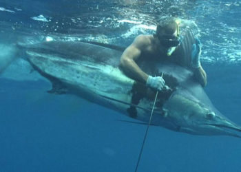 صيد سمك ابو سيف