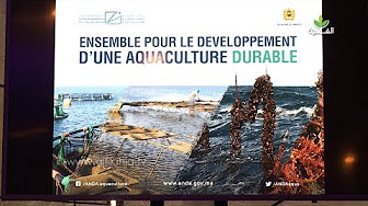 فرص الإستثمار في مجال تربية الأحياء البحرية بجهة سوس ماسة محور لقاء جهوي بأكادير
