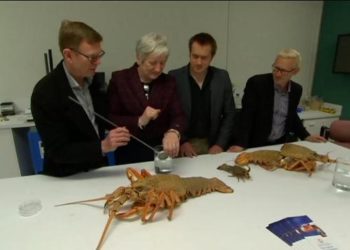 علماء ينجحون في تكثير سلطعون البحر