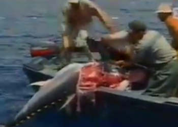 اوركا عدوة الصيادين بالمتوسطي