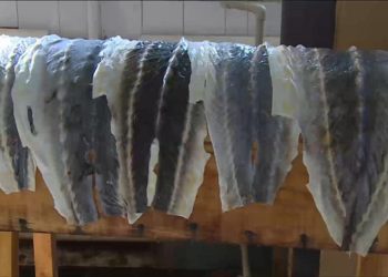 جلد الاسماك في صناعة المنتجات