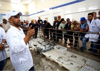 تجار السمك بطرفاية يهددون بالمقاطعة