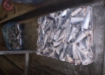 العركوب فيش حيث تنطلق رحلة الاسماك السطحية نحو العالم