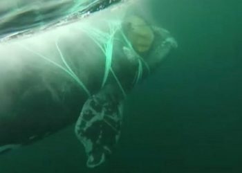 فيديو | البحرية التشيلية تنقذ حوتاً علق في شبكة صيد