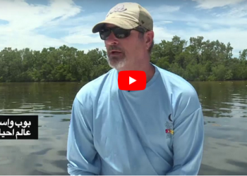 مد أحمر; يطلق ;حالة طوارئ فاتكاً بالكائنات البحرية بسواحل فلوريدا