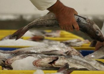 اثنا عشر طنا من الأسماك المهربة تعرض في مزاد علني باكادير