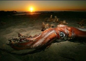 الحبار العملاق في العمق (والأول من نوعه في الولايات المتحدة).