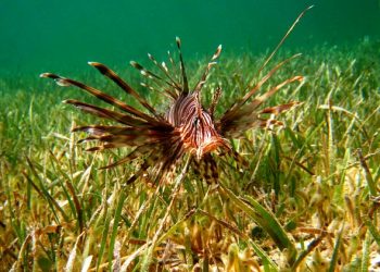 الأنواع البحرية الغريبة تتسبب في اختلال البيئات الجديدة