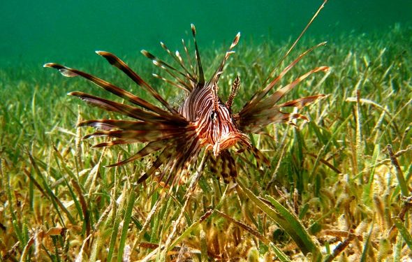 الأنواع البحرية الغريبة تتسبب في اختلال البيئات الجديدة