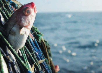 دراسة: حظر صيد الأسماك المؤقت يمكن أن يحمي المخزون السمكي