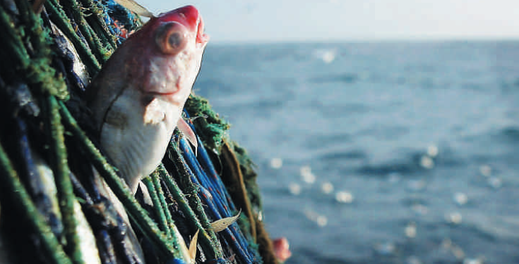 دراسة: حظر صيد الأسماك المؤقت يمكن أن يحمي المخزون السمكي