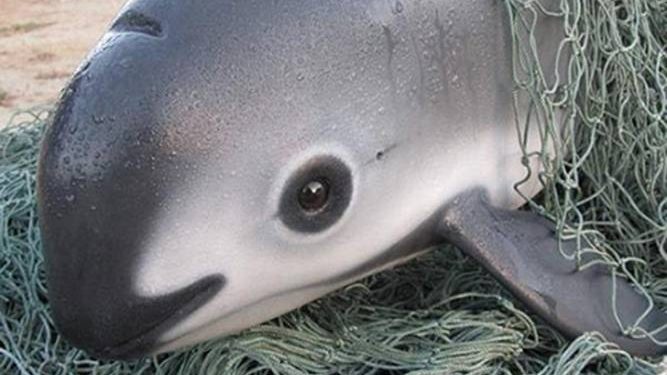 رصد “فاكيتا”  أكثر الحيثان المهددة بالانقراض في العالم.