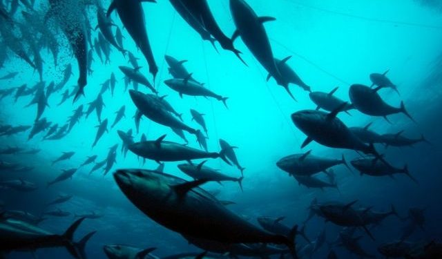 ال (WCPFC) تقرر نقل حصص التونة الحمراء بين دول محيط الهادئ