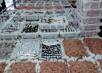 تجار السمك يطالبون بالمساواة مع المجهزين في تطبيق سجل التتبع.