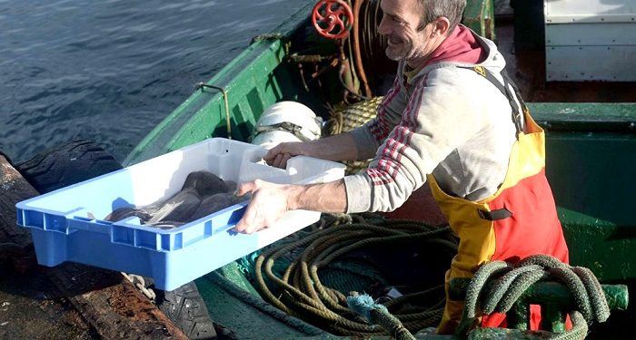 منظمة بريطانية تؤكد أن المخزون السمكي بخير و لا تأثير لبريكست.