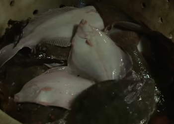 FRAUDE ALIMENTAIRE : LE POISSON, PRODUIT À RISQUE