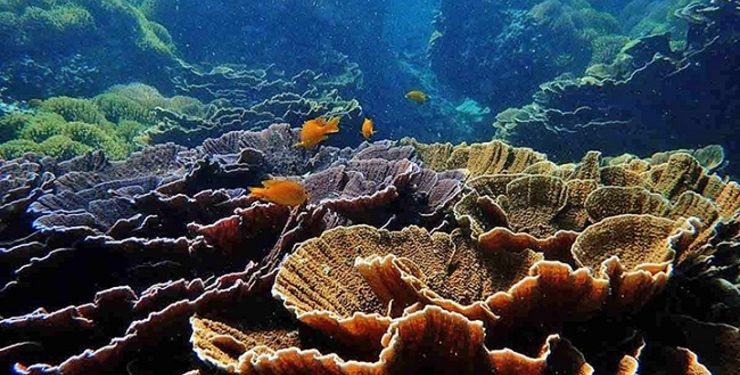 Birmanie:  70% des récifs coralliens seraient en danger