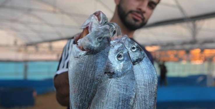 الاستزراع السمكي في البحر يضاعف إنتاج الأغذية البحرية بواقع 100 ضعف