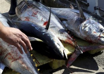 مصالح المراقبة تضبط 26 طنا من التون المعد للتهريب