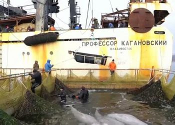 Fin du calvaire pour les mammifères marins retenus en Extrême-Orient russe