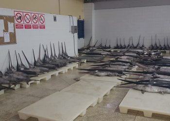 مهينو الصيد بالمضيق يرفضون دعم التهريب، و يطرحون أسماك أبو سيف للتثمين بسوق البيع بالجملة .