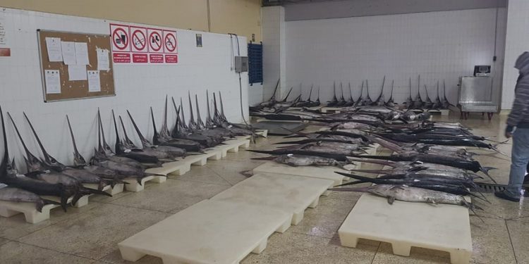 مهينو الصيد بالمضيق يرفضون دعم التهريب، و يطرحون أسماك أبو سيف للتثمين بسوق البيع بالجملة .