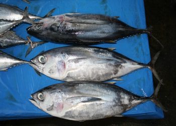 منظمة ICCAT تقرر خفض حصص صيد التونة لموسمين بالتدريج،و رعاية خاصة ل Thunnus obesus