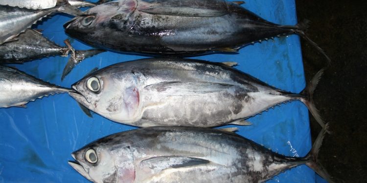 منظمة ICCAT تقرر خفض حصص صيد التونة لموسمين بالتدريج،و رعاية خاصة ل Thunnus obesus
