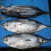 منظمة ICCAT تقرر خفض حصص صيد التونة لموسمين بالتدريج،و رعاية خاصة ل Thunnus obesus