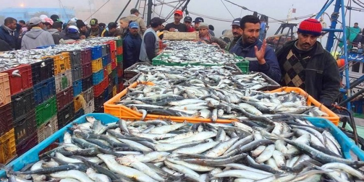 ميناء آسفي : تفريغ كمية مهمة من سمك السردين فاقت 658 طن