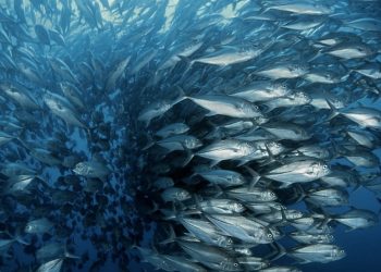 Reprise des négociations sur l’avenir du thon obèse en Atlantique
