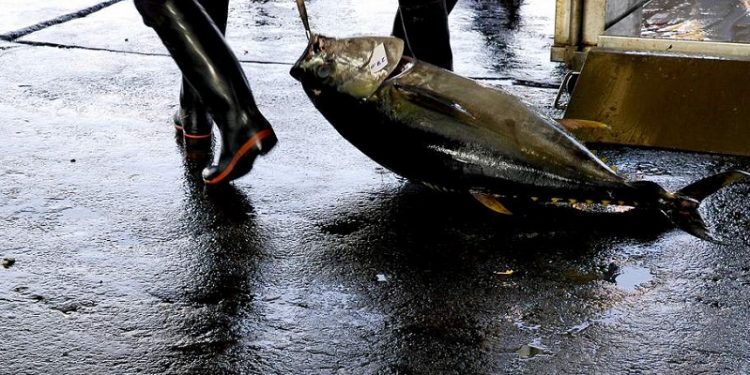 الايكات تقرر في مصير Thunnus obesus