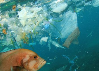 كمية البلاستيك ببعض البحار تتجاوز كمية الأسماك.. فهل تتغلب التكنولوجيا على للنفايات البحرية؟
