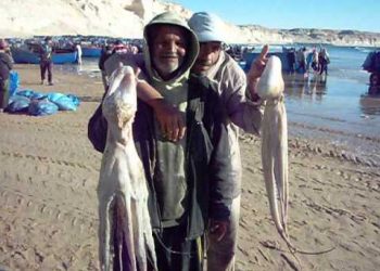 بعد جدل كبير،اجماع بيمهني على الفاتح من يناير لاطلاق صيد الأخطبوط