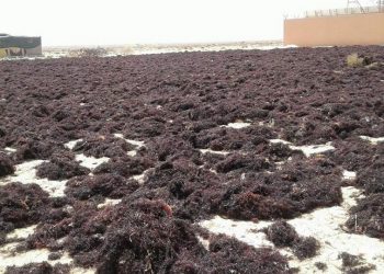 الجديدة: مهنيو “جني الطحالب” يستنكرون تأخر التوصل بالمستحقات
