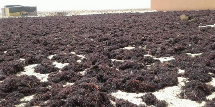 الجديدة: مهنيو “جني الطحالب” يستنكرون تأخر التوصل بالمستحقات