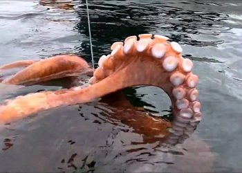 شاهد كيف يتم اصطياد ألاخطبوط العملاق