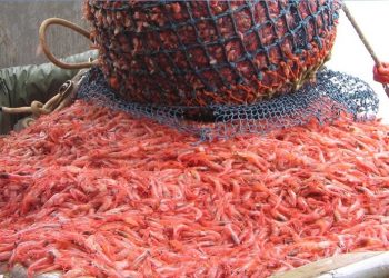 فضيحة أخرى لسفن صيد الروبيان بطنجة….تشغيل الأجانب خارج القانون.