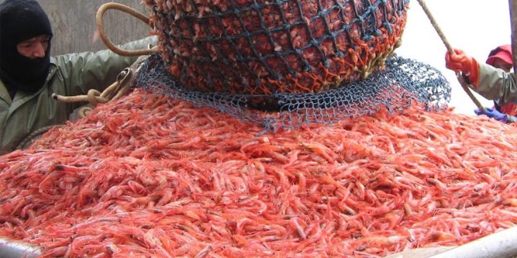 فضيحة أخرى لسفن صيد الروبيان بطنجة….تشغيل الأجانب خارج القانون.