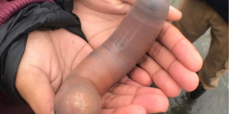 اعصار ضرب سواحل كاليفورنيا، يكشف عن وجود سمك “القضيب”