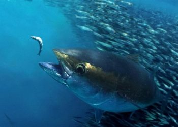 ميناء بوجدور و التونة الحمراء في اجتماع مصيدة الأسماك السطحية.