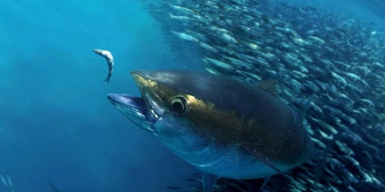 ميناء بوجدور و التونة الحمراء في اجتماع مصيدة الأسماك السطحية.