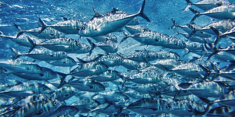 مصادر علمية: الأسماك الكبيرة معرضة لخطر انتشار “المناطق الميتة”